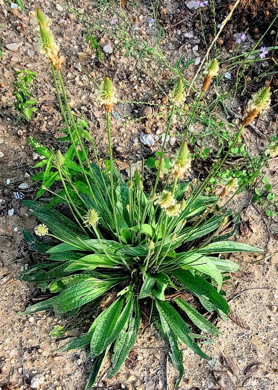 Organic English Plantain Seeds - Plantago Lanceolata Medicinal Herb for Herbal Remedies & Gardening