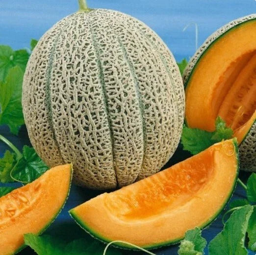 Hales Best Jumbo Melon Seeds – Non-GMO Cantaloupe Seeds for Growing Cucumis melo, Juicy Muskmelon, 50+ Pack