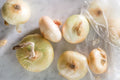Cipollini Onion Seeds - 500+ Allium cepa Italian Pearl Vegetable Seeds for Home Gardening, Gourmet Cooking, Non-GMO, USA
