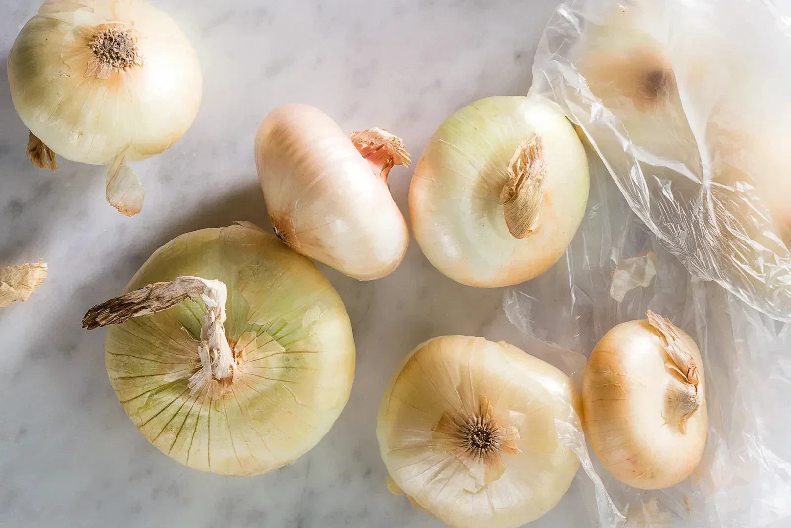Cipollini Onion Seeds - 500+ Allium cepa Italian Pearl Vegetable Seeds for Home Gardening, Gourmet Cooking, Non-GMO, USA