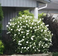 White Rose Mallow Bush Seedling Hibiscus moscheutos Perennial Flowering Plant for Garden Landscaping