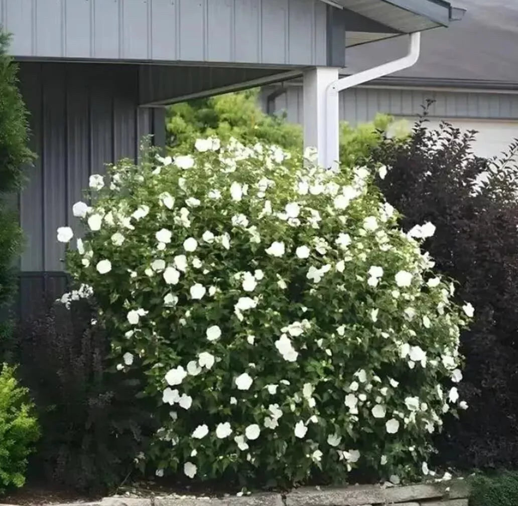 White Rose Mallow Bush Seedling Hibiscus moscheutos Perennial Flowering Plant for Garden Landscaping