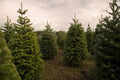 Christmas Tree Seeds 100 Pack Balsam Fir Abies Balsamea for Planting, Evergreen Conifer, Holiday Decoration, Sustainable Gardening