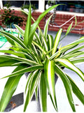 Well-Rooted Spider Plant Trio Set - Variegated Green, Gold & White - Chlorophytum comosum Indoor Houseplants
