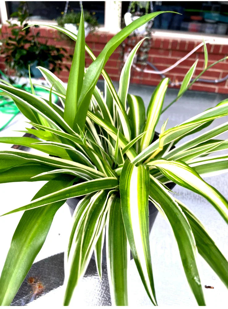 Well-Rooted Spider Plant Trio Set - Variegated Green, Gold & White - Chlorophytum comosum Indoor Houseplants