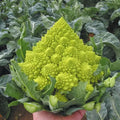 Romanesco Broccoli Seeds - Organic Heirloom Non-GMO Pack of 100+ for Vegetable Garden, Fractal Shape, Brassica oleracea var. botrytis