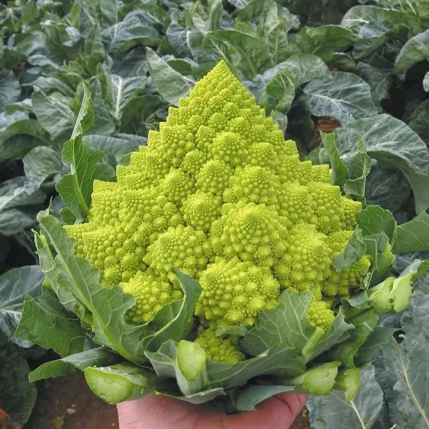 Romanesco Broccoli Seeds - Organic Heirloom Non-GMO Pack of 100+ for Vegetable Garden, Fractal Shape, Brassica oleracea var. botrytis