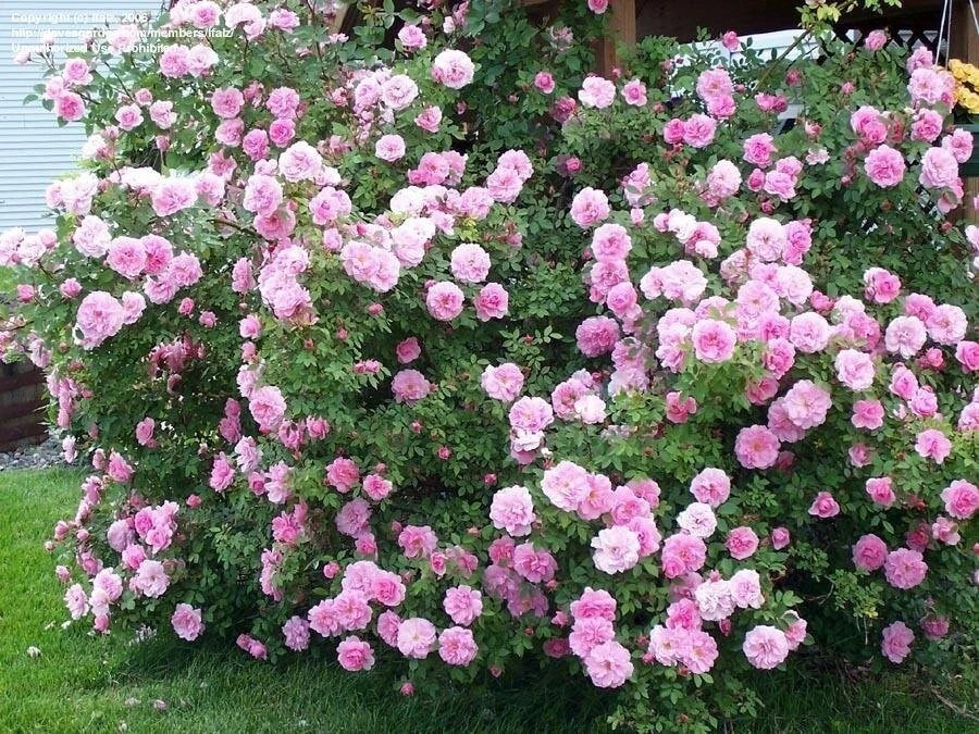 Fragrant Nearly Thornless Rose Cuttings - Rosa 'John Davis' Shrub Rose, 3 Pieces, 6-8" Long, Garden, Hedges, Cut Flowers