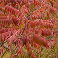 Smooth Sumac Plant Set of 2 – Edible Berries, Fall Color, Rhus glabra, Bare Root Hardy Shrub for Garden