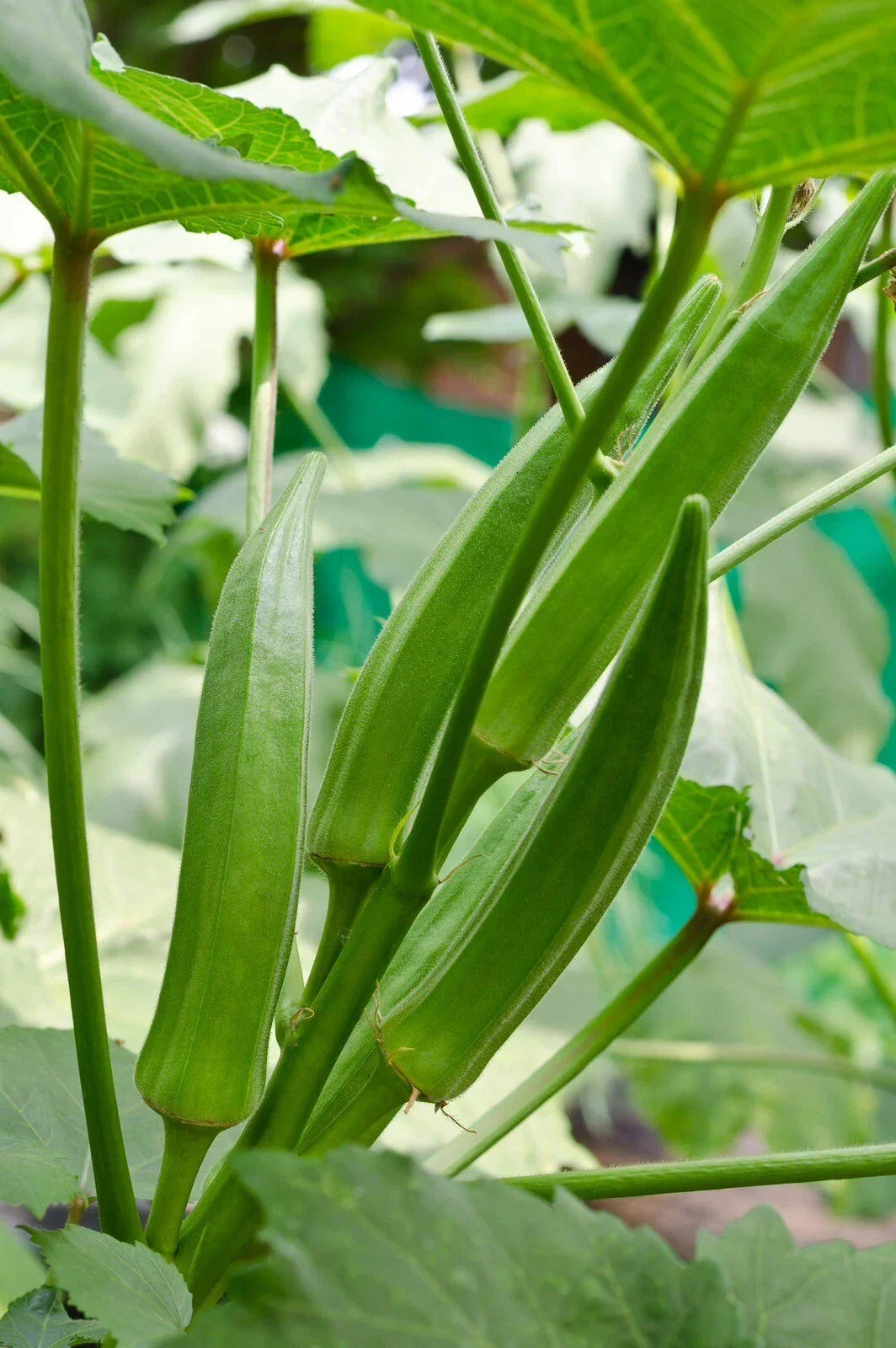 Clemson Spineless Okra Seeds - Organic Heirloom, Non-GMO, 50+ Seeds for Home Garden, Abelmoschus esculentus