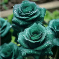 Scottish Green Rose Seeds - 20 Non-GMO Heirloom Rosa 'Scottish Green' Garden Flower Plant