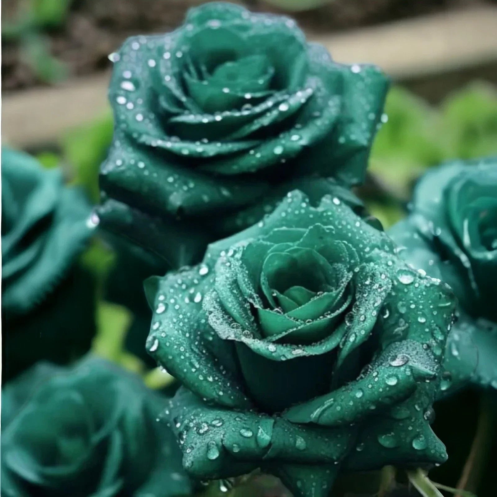 Scottish Green Rose Seeds - 20 Non-GMO Heirloom Rosa 'Scottish Green' Garden Flower Plant