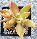 Sedum Adolphii Golden Glow Succulent Plants 3" Rooted Potted Plants, Drought-Resistant, Low Maintenance, Full Sun to Partial Shade