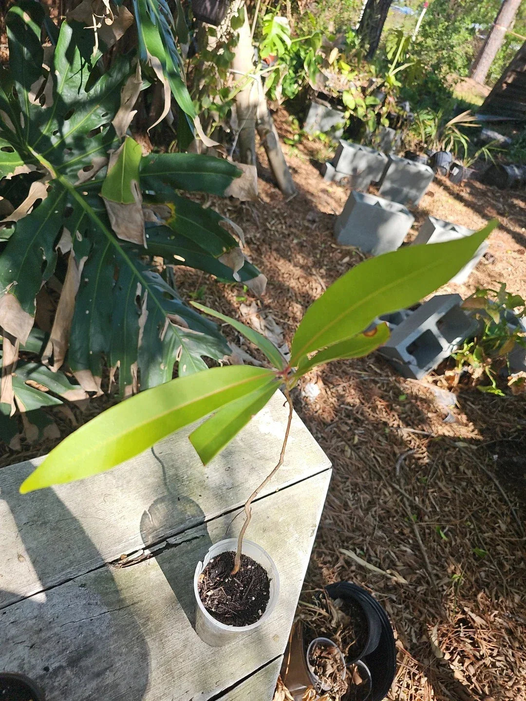 Jamun Jambul Fruit Tree Plant | 3 Gallon Live Syzygium cumini Indian Wax Apple Java Plum