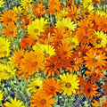 African Daisy Seeds - 201+ Flowering Annual for Garden & Container, Drought & Heat Tolerant, Arctotis stoechadifolia