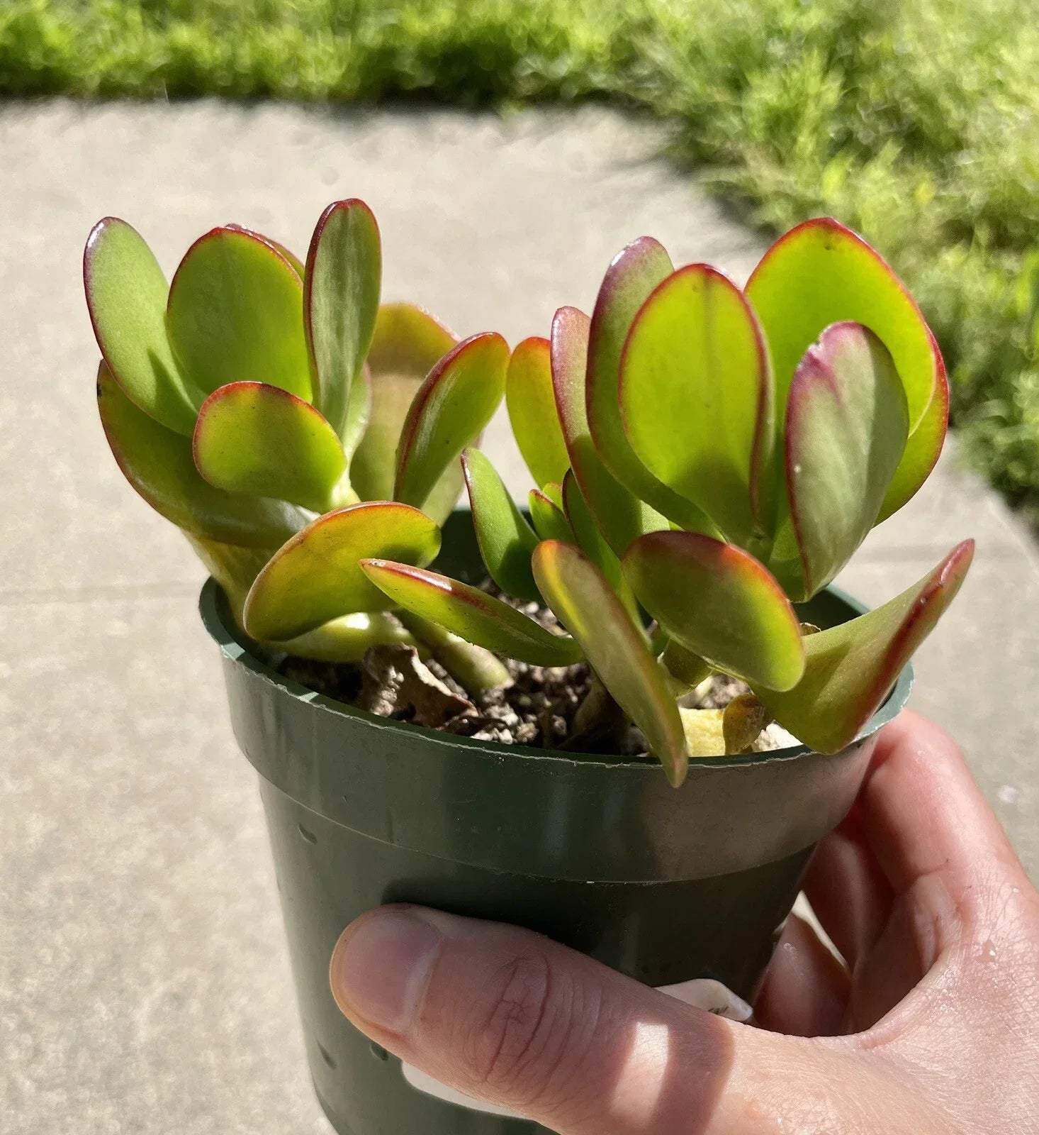 Live Succulent Plant 3.5" Jade Crosby Crassula Ovata Indoor Houseplant