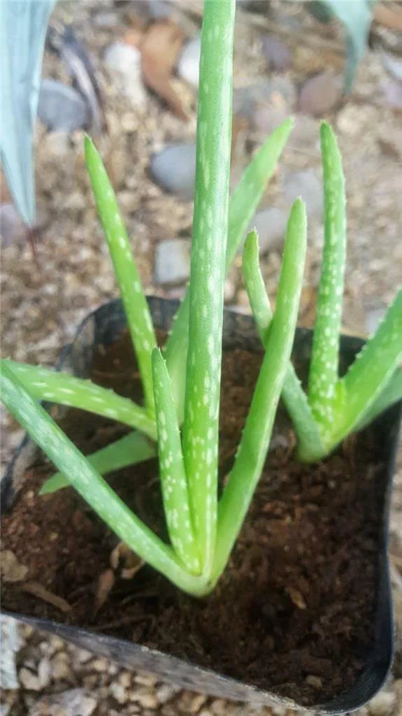 Lot of 12 Rooted Aloe Vera Plants | Medicinal Barbadensis | Succulent for Indoor & Outdoor Gardening
