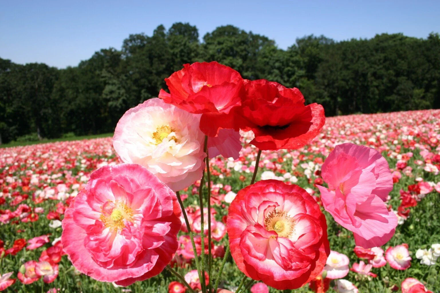 Double Mixed Poppy Seeds - 200+ Seeds, Colorful Garden Flowers, Papaver somniferum, Annual, Full Sun, Easy to Grow