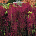Red Black Dragon Wisteria Seeds - Climbing Vine Perennial Flowers - Wisteria floribunda - 5 Pack
