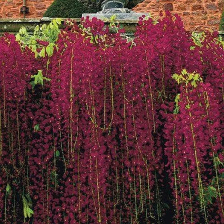 Red Black Dragon Wisteria Seeds - Climbing Vine Perennial Flowers - Wisteria floribunda - 5 Pack