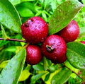 Strawberry Guava Tree Seeds – Edible Fruit Plant, Psidium cattleianum, Tropical Gardening, Home Orchard, 20 Seeds