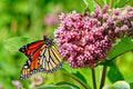 Pink Milkweed Seeds - 100 Count, Butterfly-Friendly Perennial Wildflower, Asclepias Syriaca for Pollinator Gardens