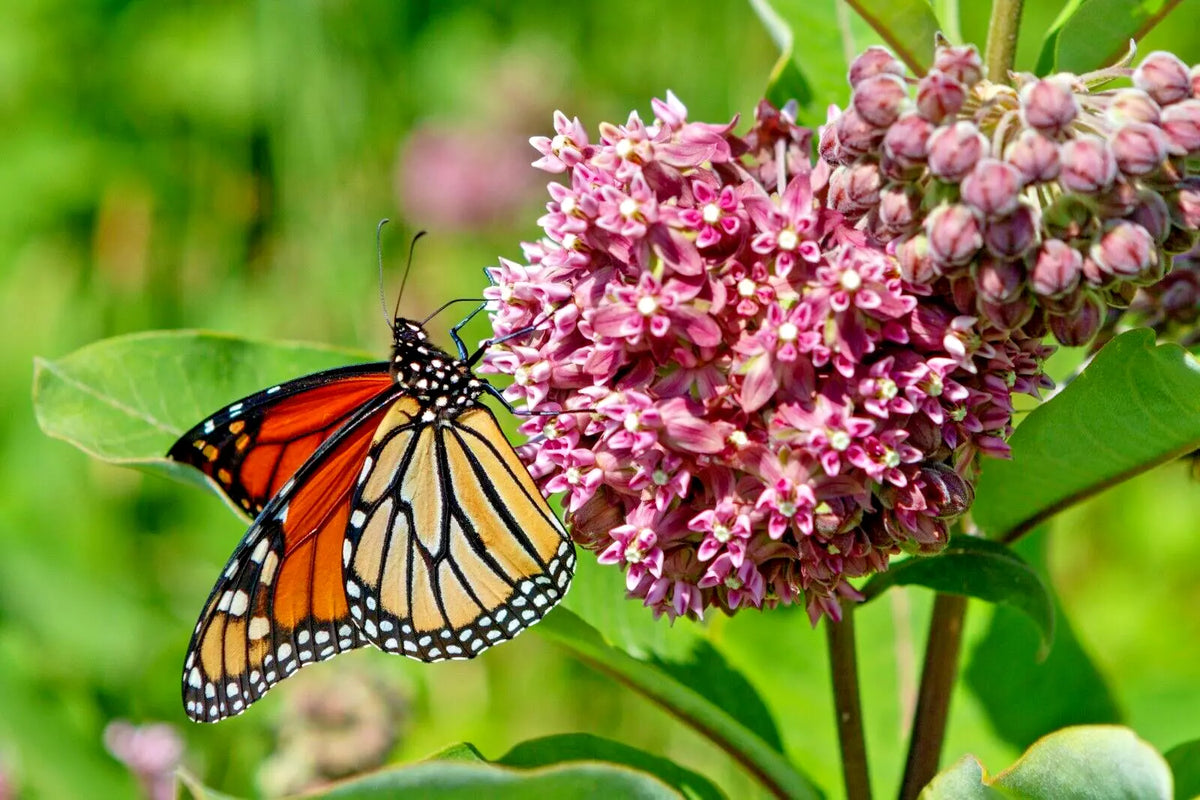 Pink Milkweed Seeds - 100 Count, Butterfly-Friendly Perennial Wildflower, Asclepias Syriaca for Pollinator Gardens