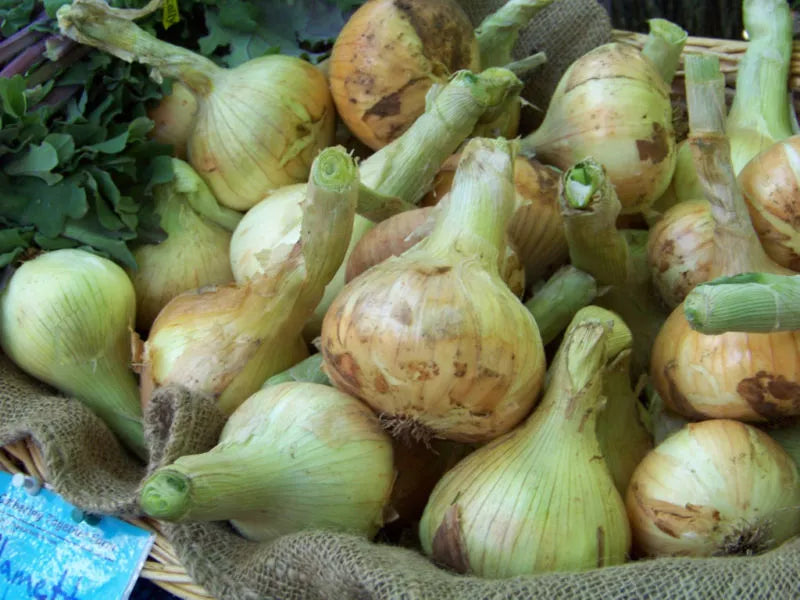 Sweet Spanish Yellow Onion Seeds - Allium cepa - Non-GMO, Heirloom, Culinary Vegetable, 240 Pack