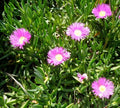 Ice Plant Cuttings - 6 Fresh Purple Pink Succulent Cuttings, Ground Cover Delosperma spp.