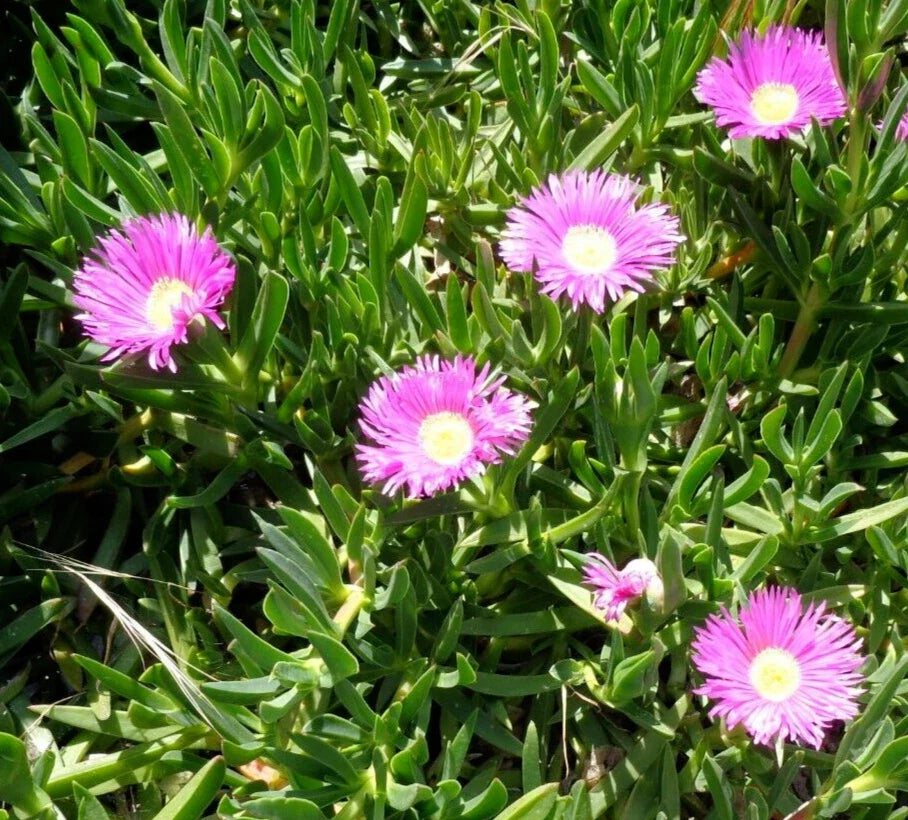 Ice Plant Cuttings - 6 Fresh Purple Pink Succulent Cuttings, Ground Cover Delosperma spp.