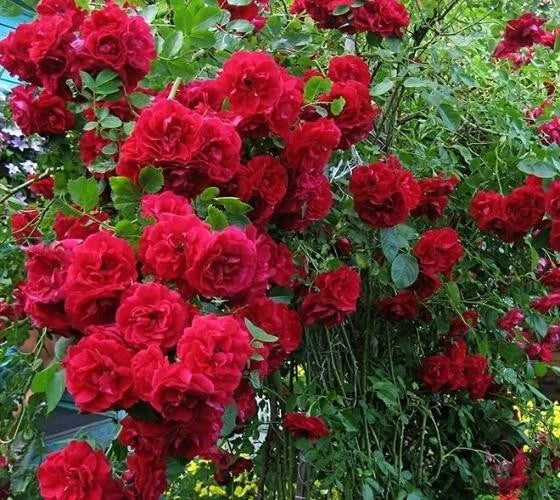 Climbing Rose Cuttings 6 Rooted Vines Rosa 'Blaze' for Trellises & Arbors, Vibrant Red Blooms
