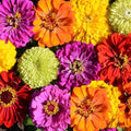 Zinnia Seeds Bulk Pack - Tall Mix, Non-GMO, Heirloom, Zinnia elegans, Flower Seeds for Garden Beds & Cut Flowers