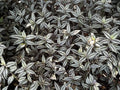 Tradescantia Zebrina Cuttings - 10 Pack Wandering Jew Plant Propagation - Indoor Houseplant - Easy Care, Silver Green Foliage