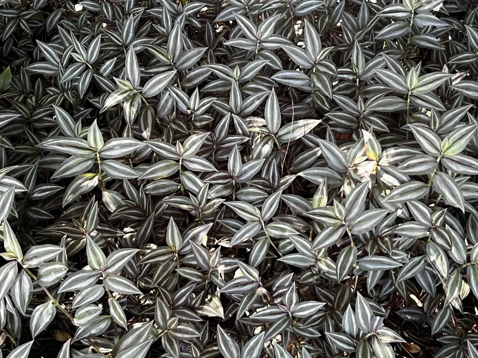 Tradescantia Zebrina Cuttings - 10 Pack Wandering Jew Plant Propagation - Indoor Houseplant - Easy Care, Silver Green Foliage