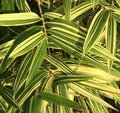 Live Shiroshima Bamboo Variegated Rhizome | Ornamental Privacy Hedge Plant | Phyllostachys aurea 'Shiroshima'