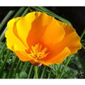 California Poppy Seeds Bulk 25,000 Orange Flower Seeds Eschscholzia californica for Gardens & Landscaping