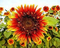 Joker Sunflower Seeds Pack of 25 - Perennial Helianthus annuus for Vibrant Garden Blooms