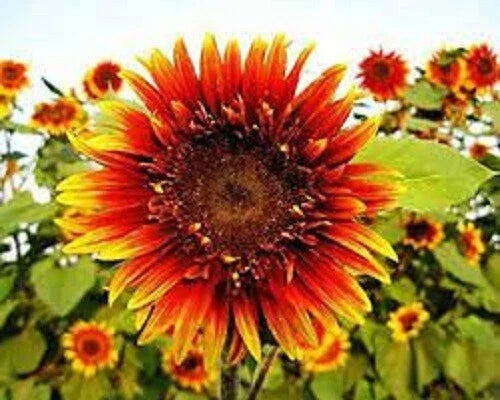 Joker Sunflower Seeds Pack of 25 - Perennial Helianthus annuus for Vibrant Garden Blooms