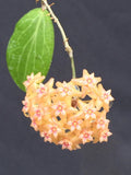 Hoya Fitchii Rooted Plant 2.5" Pot, Tropical Houseplant with Waxy Foliage, Easy Care, Vining, Indoor Garden