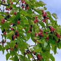 Dwarf Everbearing Mulberry Plants - 4-6 Inches Tall - Rooted Morus nigra for Container & Indoor Gardening