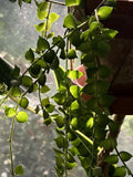 Dischidia Ruscifolia Million Hearts Plant - 4" Unrooted Cutting - Indoor Houseplant, Tropical Vine, Heart-Shaped Foliage