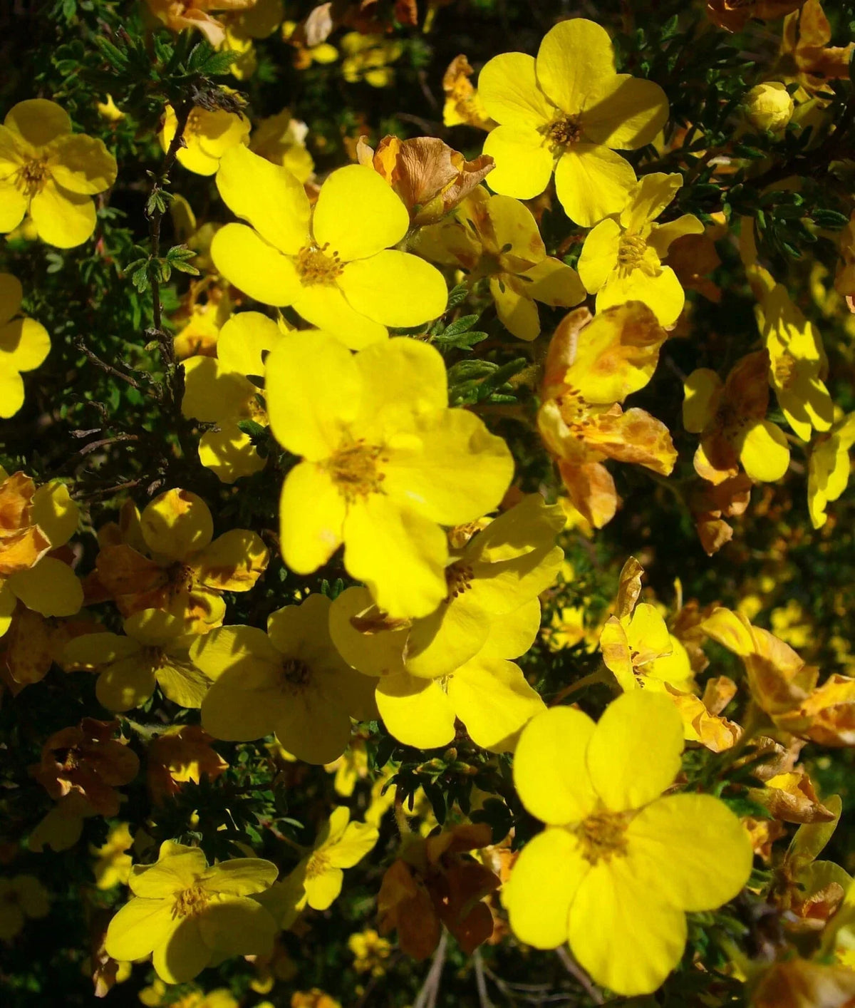 Aurea Potentilla Seeds 1000 Count - Potentilla aurea Perennial for Borders & Containers - Drought Tolerant, Bright Yellow Flowers
