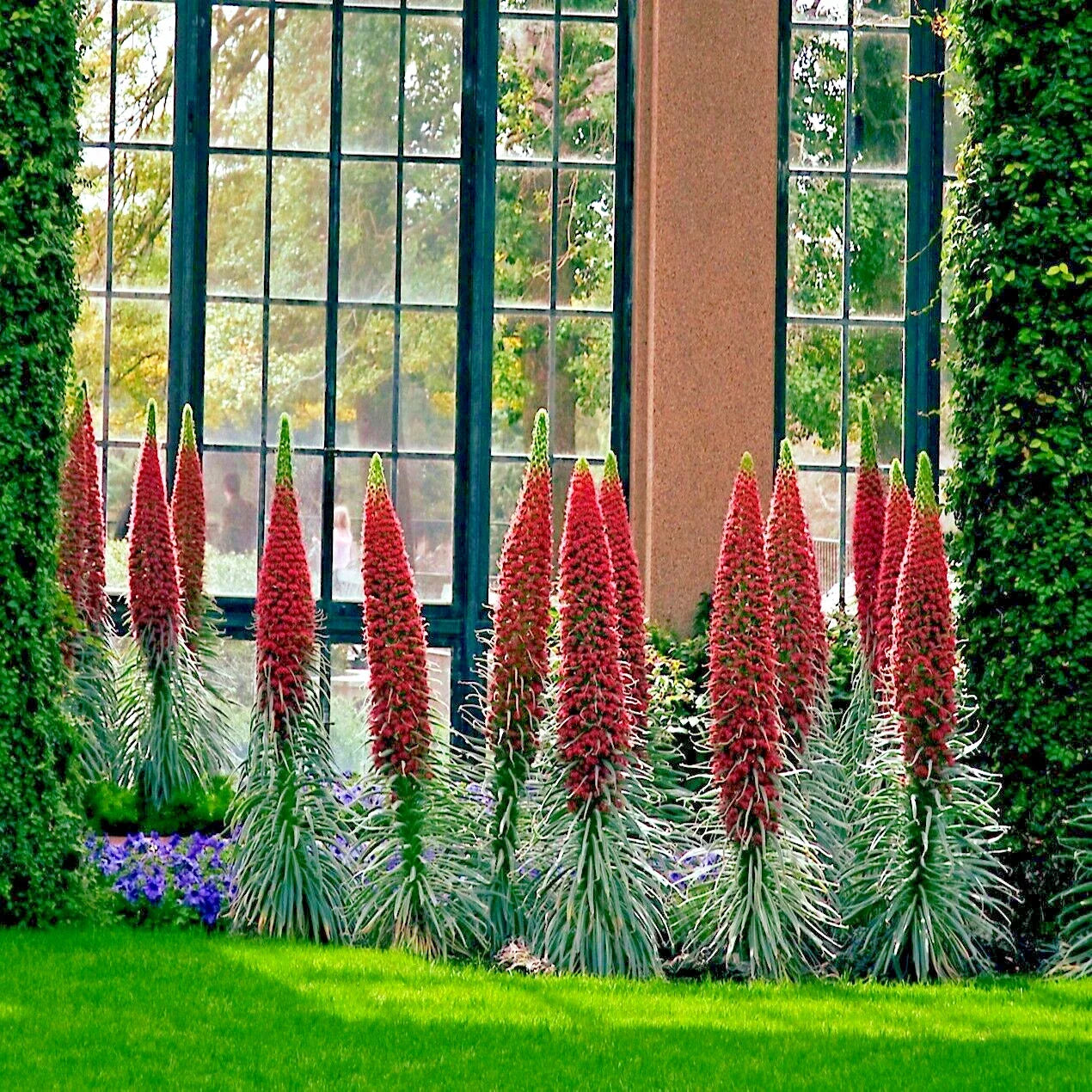 Tower of Jewels Seeds - 20 Pack - Hummingbird Garden Flower - Echium Wildpretii - Attracts Pollinators