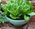 Romaine Lettuce Seeds - 1000 Count Organic Non-GMO Open Pollinated Lactuca sativa for Home Gardening