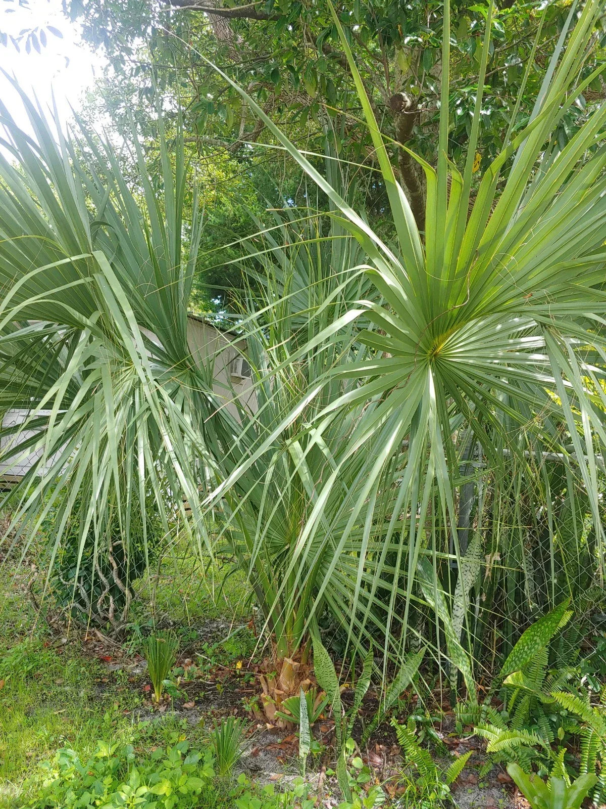 Florida Sabal Palmetto Palm Tree - 12-20 Inch Rooted Live Plant, 2 Years Old, Garden Palm, Serenoa repens