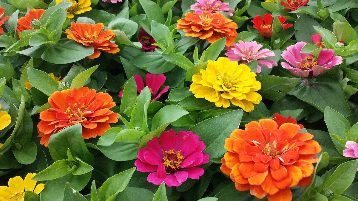 Zinnia Seeds Short Stuff Mix 100 Pack - Zinnia elegans Compact Flower Seeds for Borders & Containers