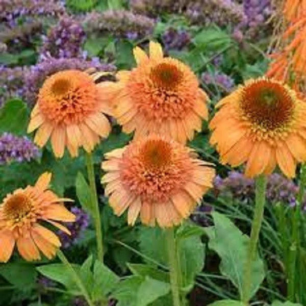 Canaloupe Coneflower Seeds - 50 Perennial Echinacea purpurea for Vibrant Garden Flowers