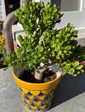 Ogre Ears Jade Plant Cuttings 5+ Inches Dwarf Gollum Succulent Crassula Ovata 'Gollum'