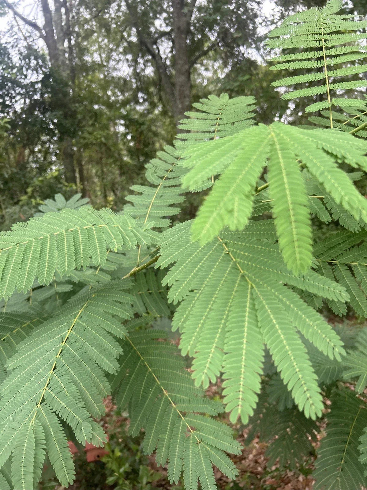 Silk Mimosa Tree Seedlings - 4 Fragrant Pink Flower Plants - Albizia julibrissin - Live Plant Seedlings for Garden and Landscape