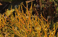 Fire Sticks Cuttings 10 Fresh Euphorbia Tirucalli Pencil Cactus Succulent Plant for Indoor & Outdoor Gardening